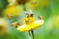 Der Hobbygärtner als Bienenretter